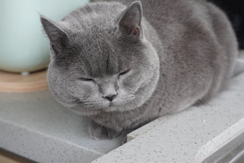 Close Up Photo of a Gray Cat