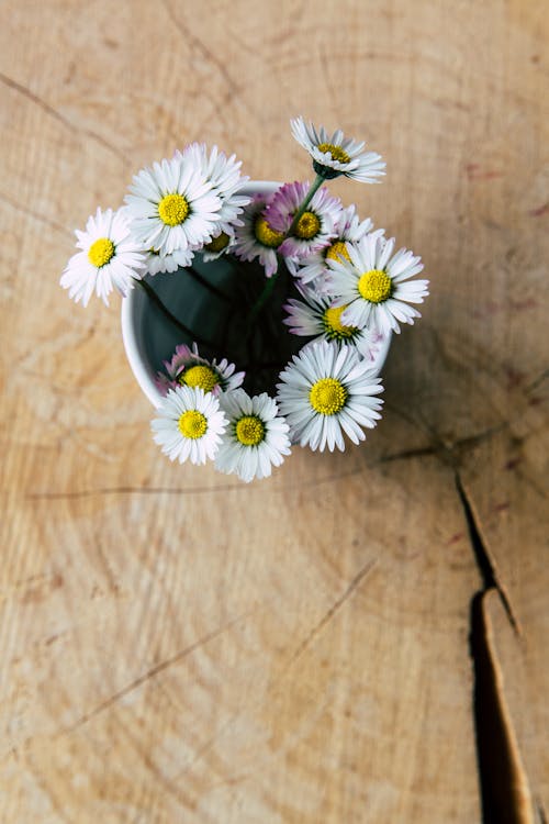 Δωρεάν στοκ φωτογραφιών με άνθη, ανθίζει, άσπρες μαργαρίτες