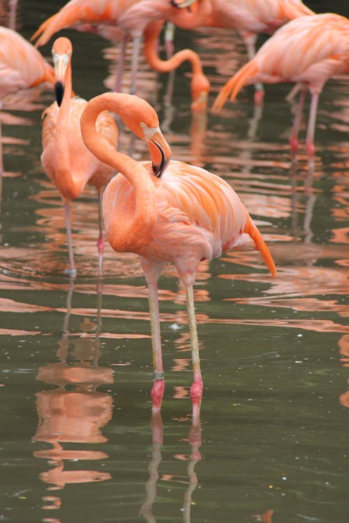 Gratuit Imagine de stoc gratuită din aviar, cioc, flamingo Fotografie de stoc
