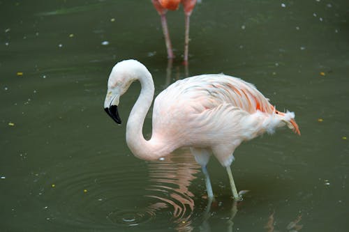 Foto profissional grátis de animal, ave, ave aquática