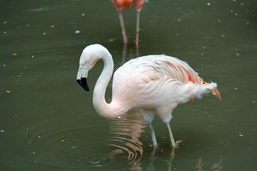 Free Pink flamingo with reflection wading in a calm pond. Captured in Singapore outdoors. Stock Photo