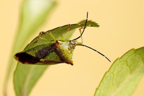 Hawthorn Shield Bug in Macro Shot