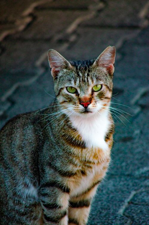 Free A close-up shot of a tabby cat with striking green eyes sitting on a paved path. Stock Photo