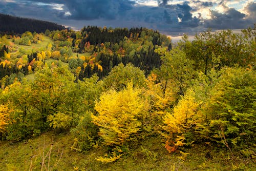 Photos gratuites de arbres, arrière-plan, automne