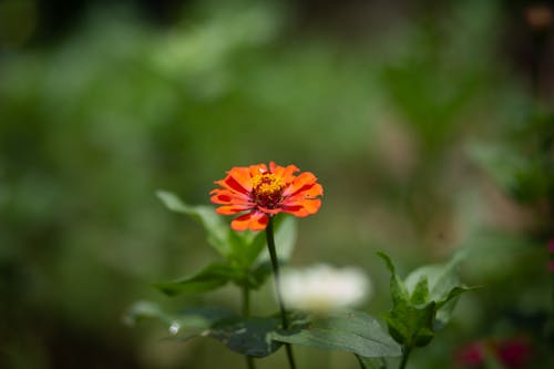 Folwer in the garden