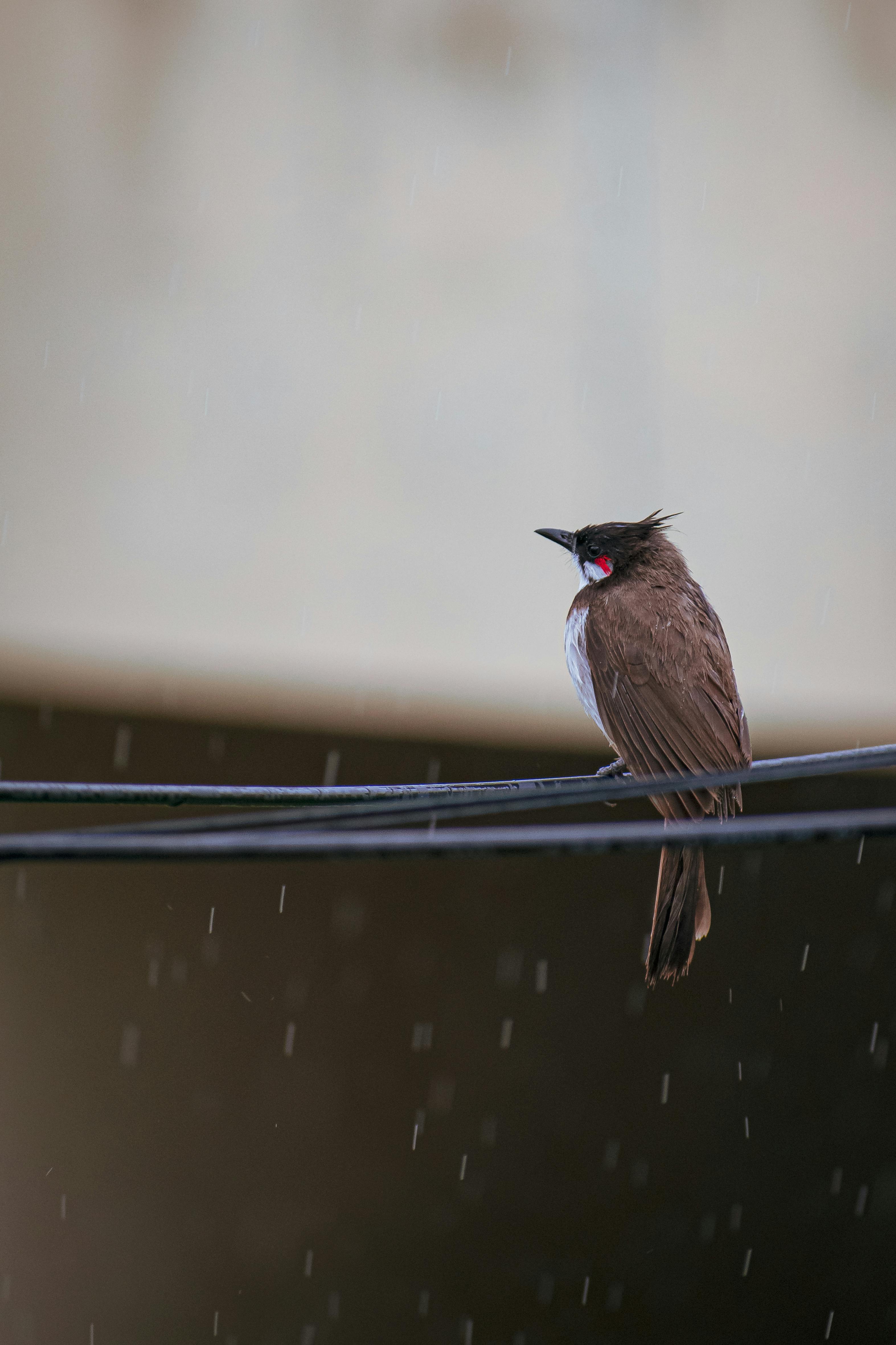 Red whiskered bulbul Free Stock Photos, Images, and Pictures of Red  whiskered bulbul