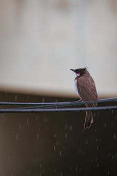 Close-up of a red-whiskered bulbul perched on a wire during rain.