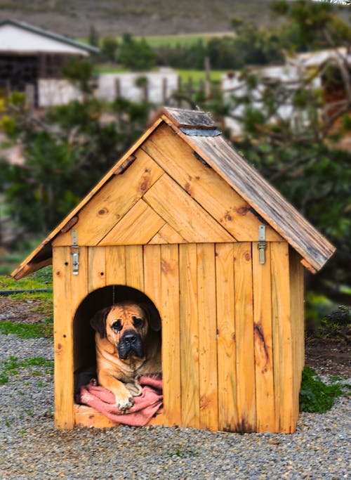 Gratuit Imagine de stoc gratuită din casă de câine, coteț, magazie pentru câini Fotografie de stoc