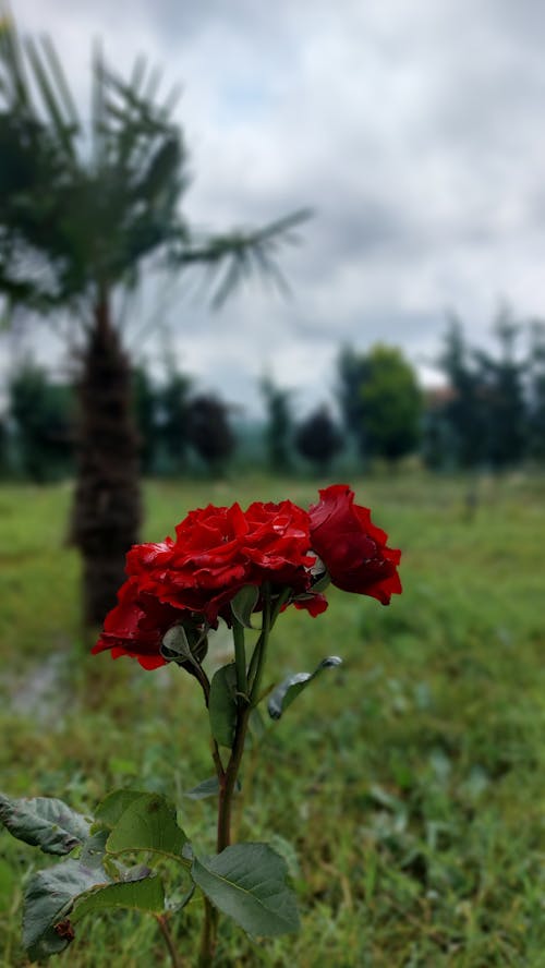 Free stock photo of red roses