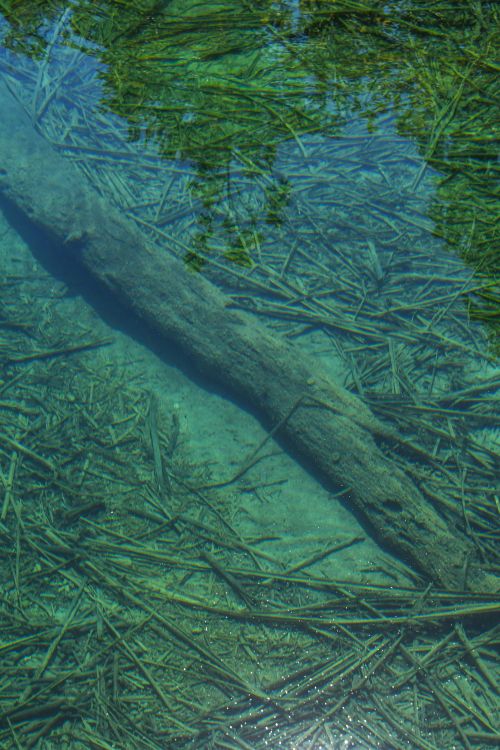 Free Tranquil underwater view showcasing a submerged log and natural reflections. Stock Photo