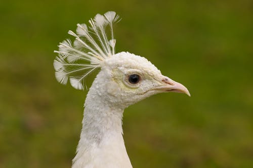 White Peacock in Close Up Photography