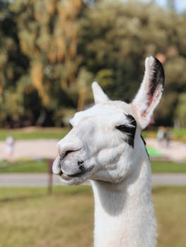 Charming close-up of a llama with blurred park background in Czech Republic.