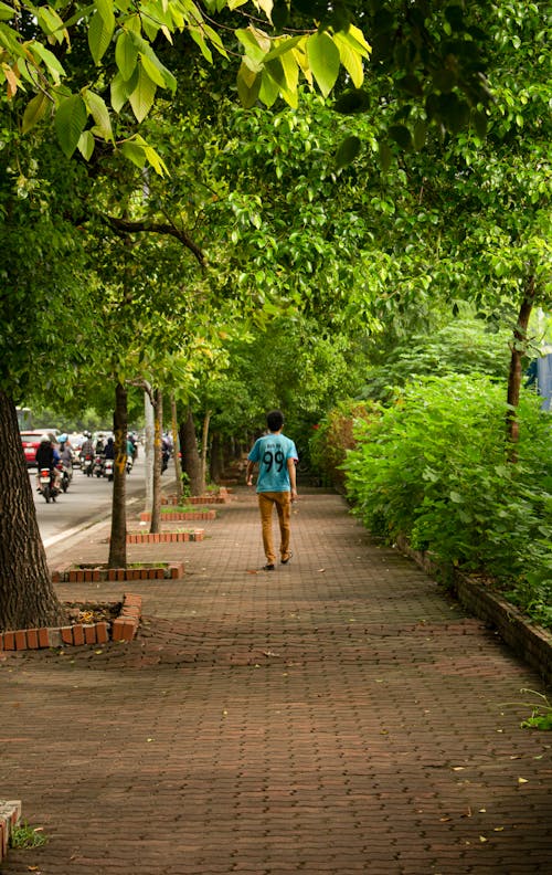Free stock photo of city street, green, man walking