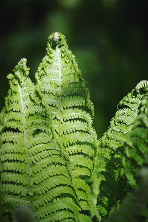 Green Fern Plant in Close Up Photography