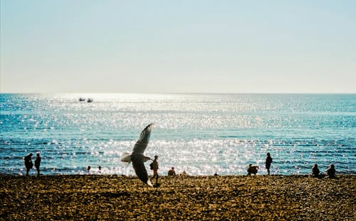 deniz, deniz araçları, güneşli içeren Ücretsiz stok fotoğraf