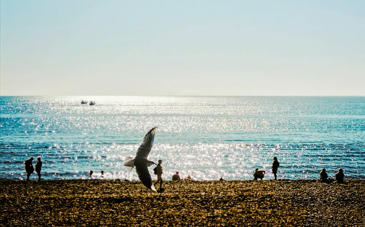 deniz, deniz araçları, güneşli içeren Ücretsiz stok fotoğraf
