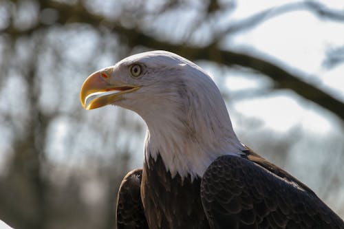 Gratis arkivbilde med dyrefotografering, fugl, fuglfotografi