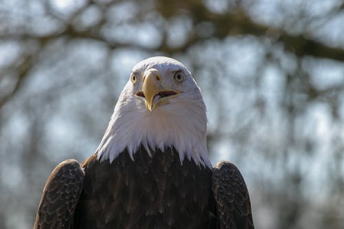 grátis Foto profissional grátis de água-de-cabeça-branca, águia, animais selvagens Foto profissional