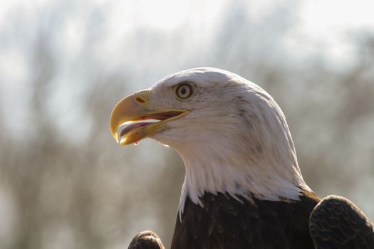 A detailed close-up of a bald eagle showcasing its impressive features in natural light.