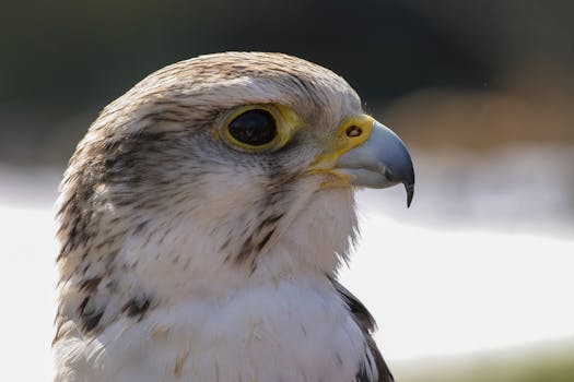 Detailed close-up of a falcon showcasing its sharp gaze and beak in natural light.