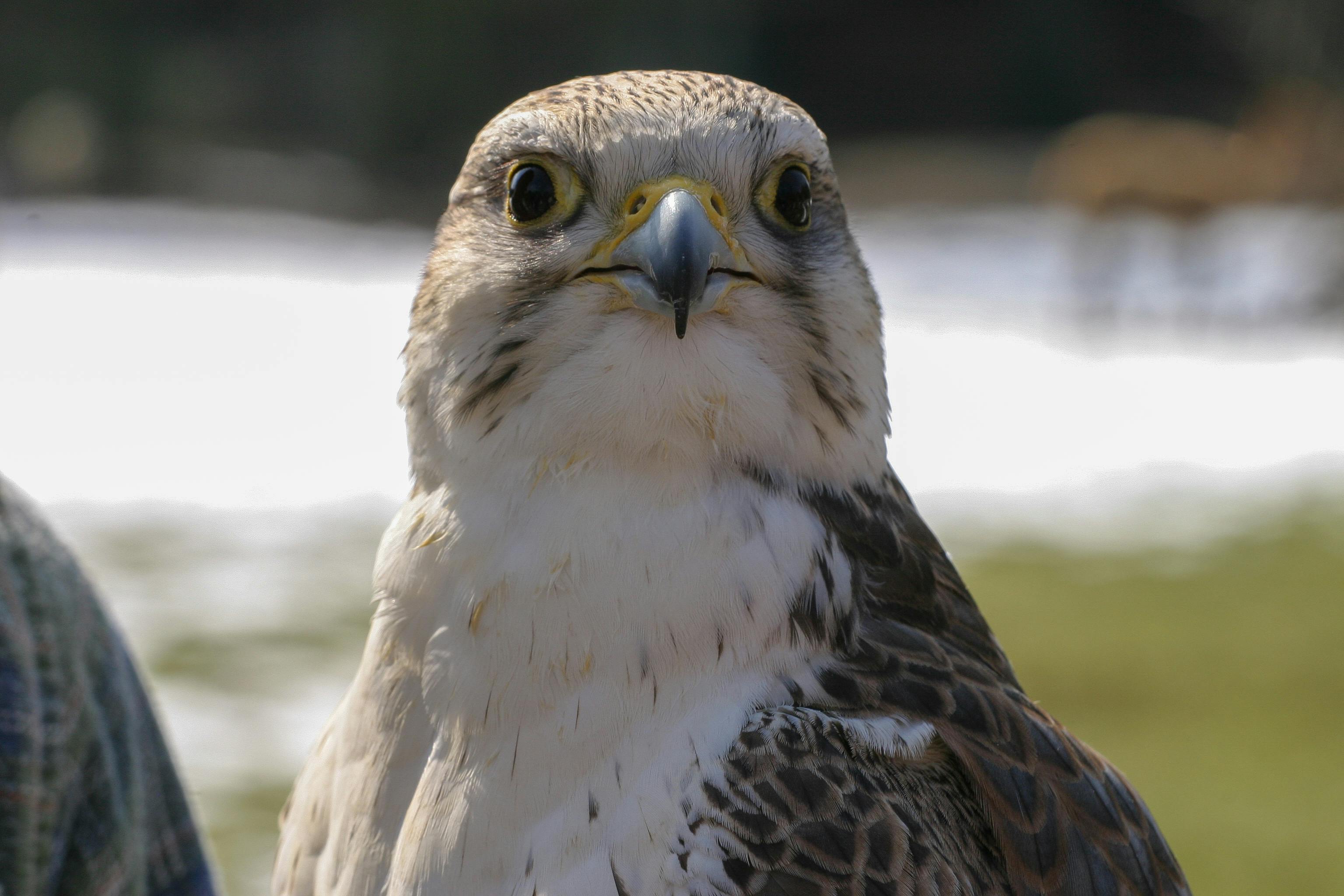 Gyrfalcon Photos, Download The BEST Free Gyrfalcon Stock Photos & HD Images