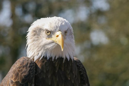 Δωρεάν στοκ φωτογραφιών με αετός, αρπακτικό, αρπακτικό πουλί Φωτογραφία από στοκ φωτογραφιών