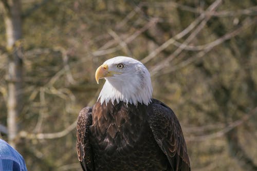 Bald Eagle in Close Up Photography