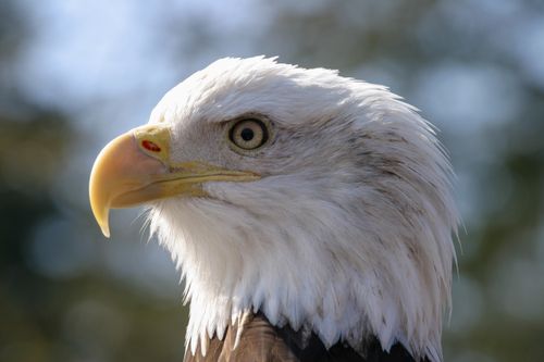 Free Intense close-up of a bald eagle showcasing its powerful gaze and sharp features. Stock Photo