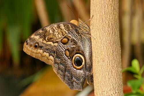Brown Butterfly on Tree Trunk