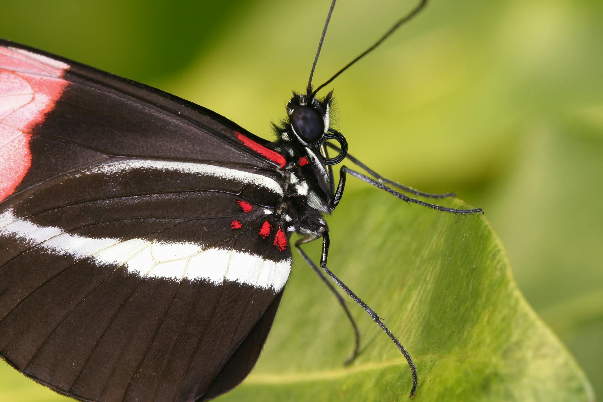 Detailed macro of a Red Postman butterfly resting on a green leaf in natural light.