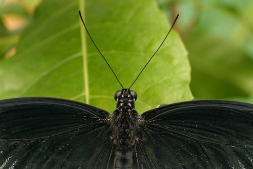 Imagine de stoc gratuită din antenă, fluture, fotografie macro