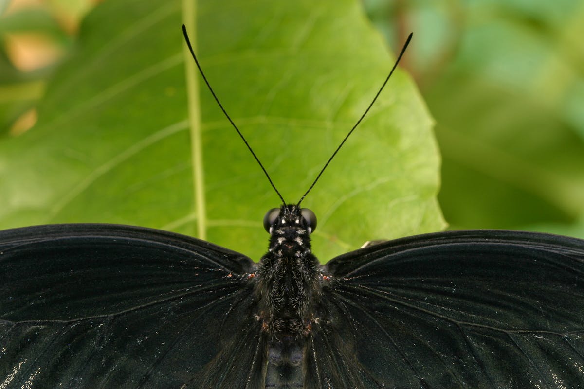 insect with antennae on leaf