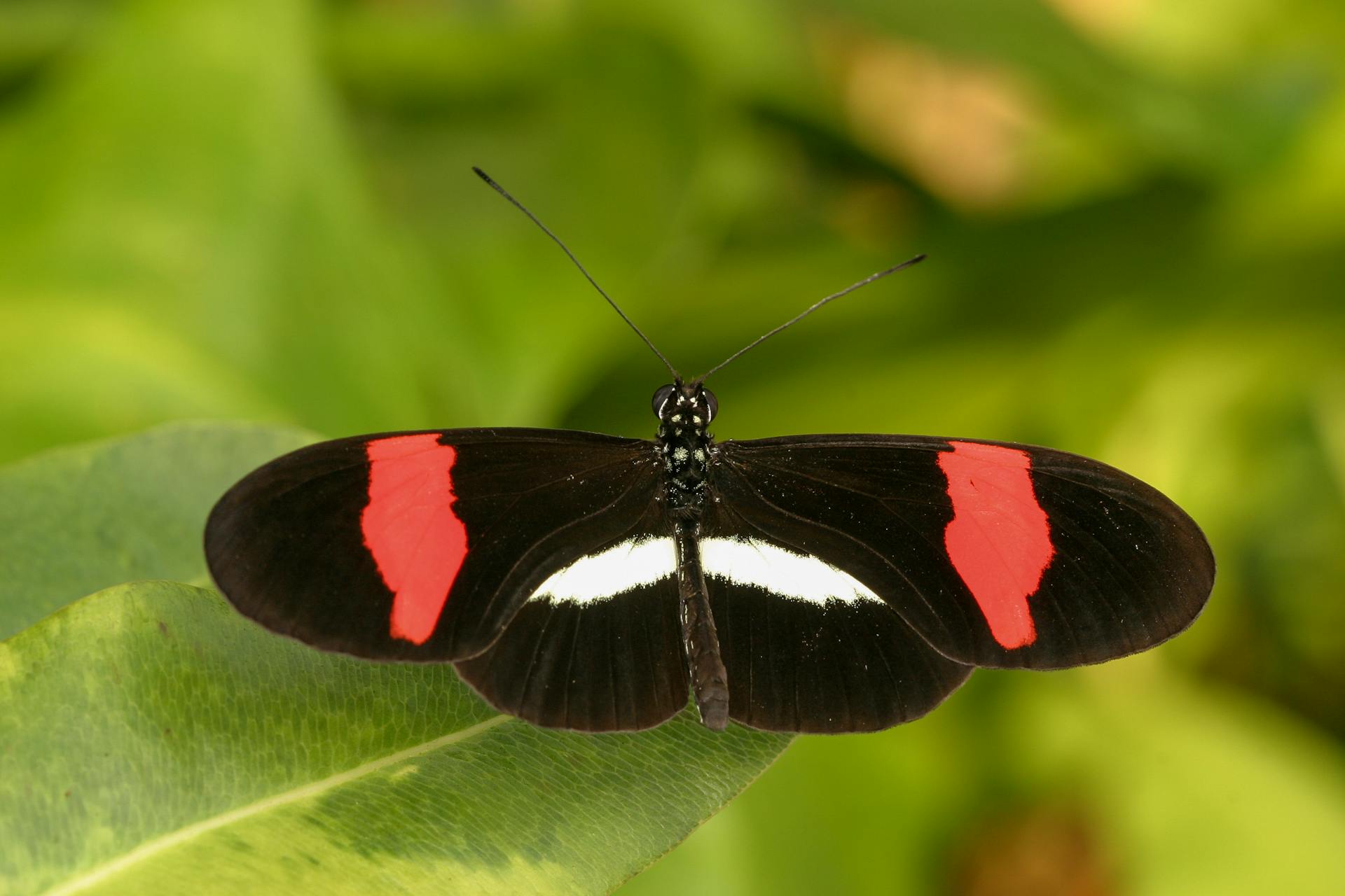 A vivid red postman butterfly resting on a green leaf. Perfect for nature photography enthusiasts.