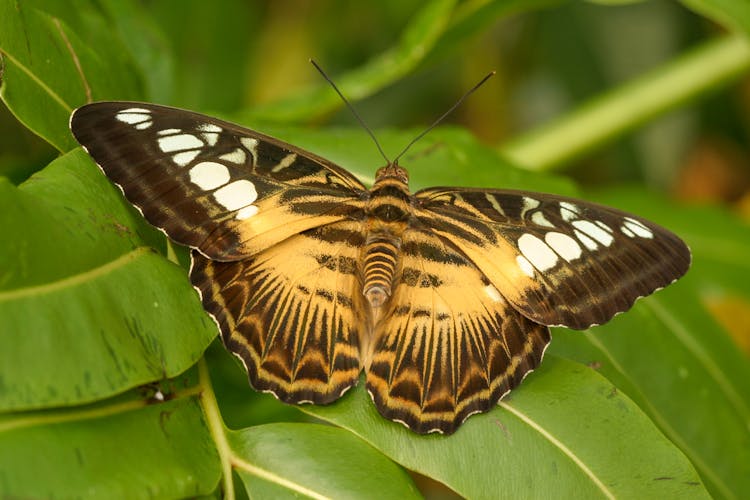 Pathernos Sylvia Perched On Green Leaf