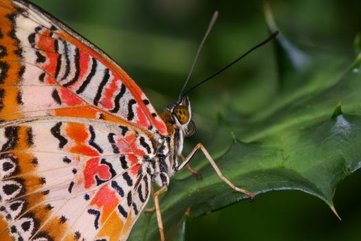Close Up Photo of a Butterfly