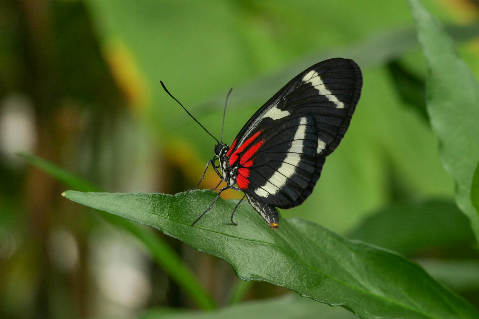 Close-up of a Red Postman butterfly resting on a green leaf, showcasing vibrant colors.