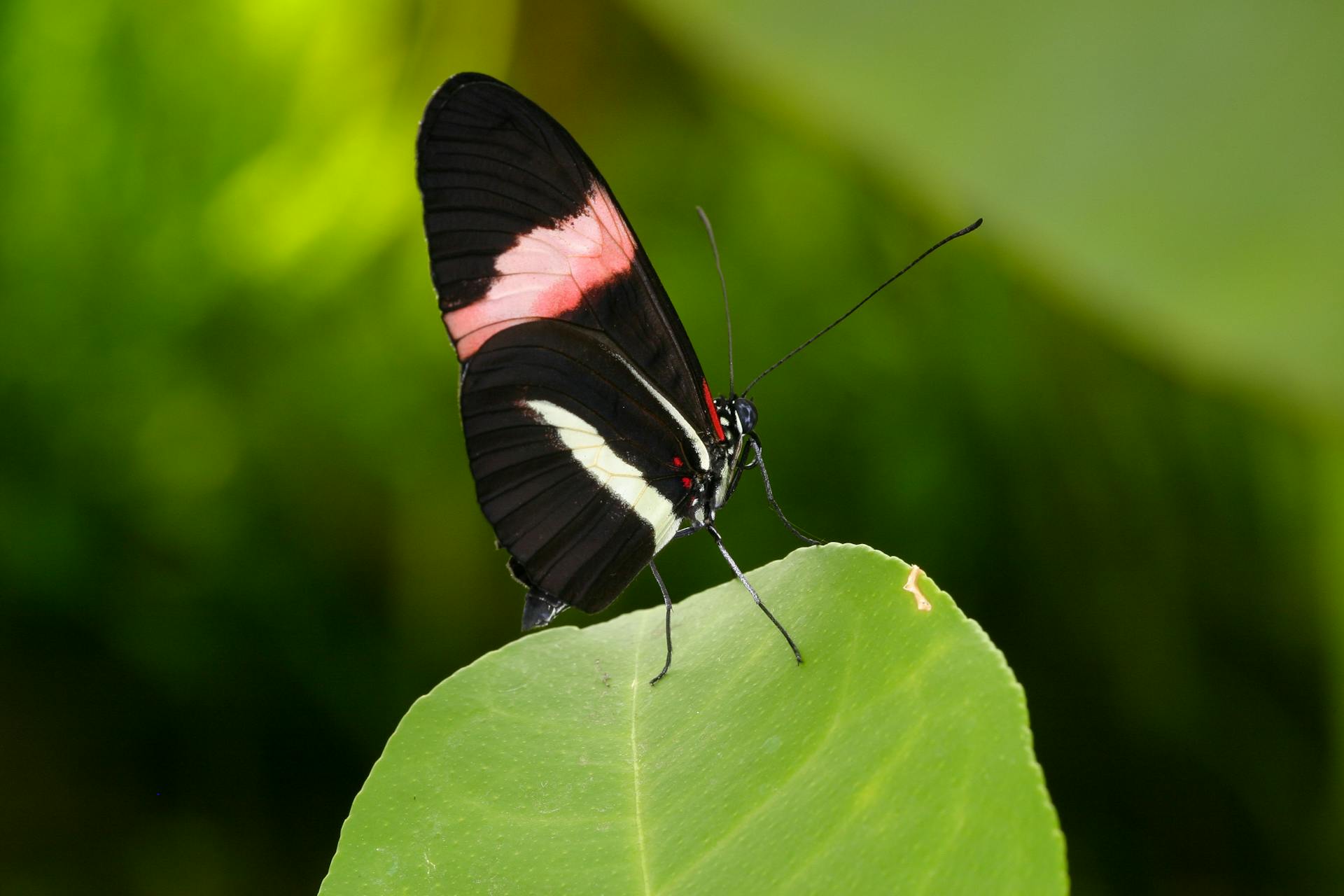 A striking red postman butterfly delicately perched on a green leaf, captured in vivid detail.