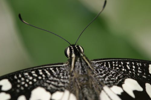 Imagine de stoc gratuită din antenă, fluture, insectă