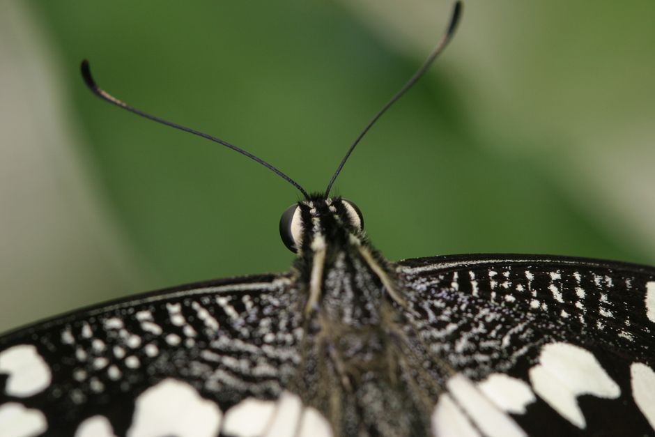 Detailed macro shot of a butterfly showcasing intricate patterns and textures on its wings and antennae.