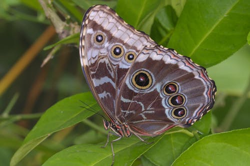 Brown Butterfly on Green Leaf