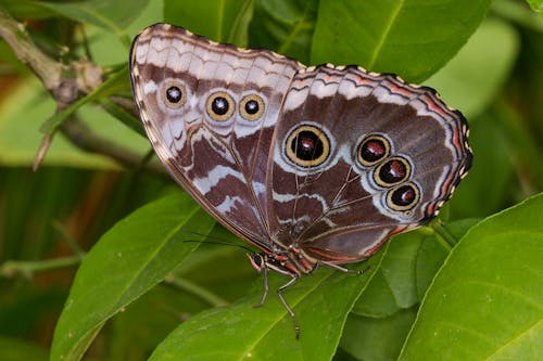 Brown Butterfly on Green Leaf