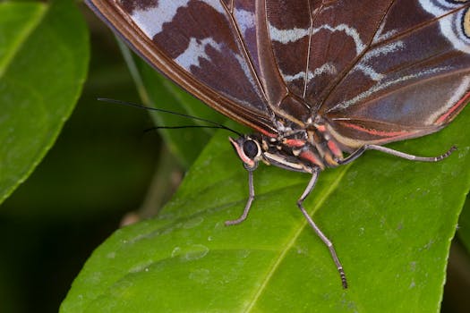 Detailed macro shot of a Blue Morpho butterfly resting on a green leaf.