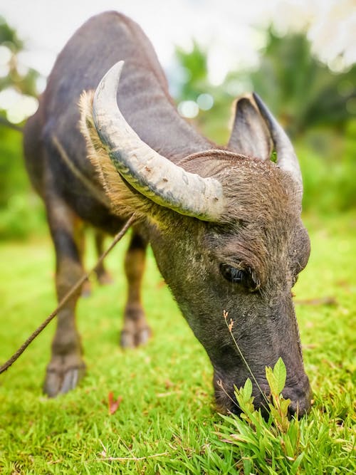 Foto d'estoc gratuïta de carabao