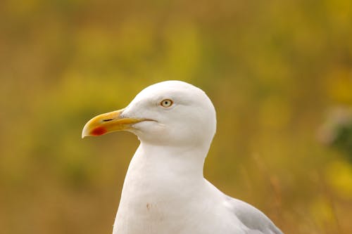 European Herring Gull in Close Up Photography