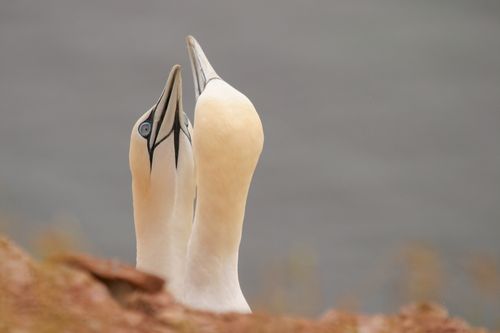 Free Close-up of two Northern Gannets interacting on a rocky shore. Stock Photo