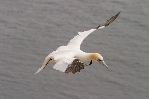 Free A northern gannet gracefully flies over the ocean, showcasing its white plumage and outstretched wings. Stock Photo