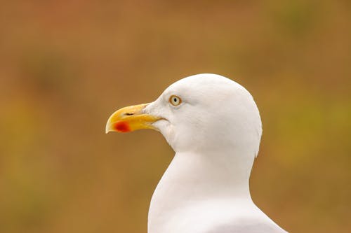 Fotobanka s bezplatnými fotkami na tému biely vták, európsky herný čajok, fotografovanie vtákov