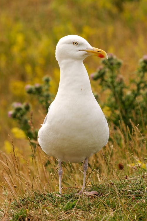 White Bird Perched on Green Grass