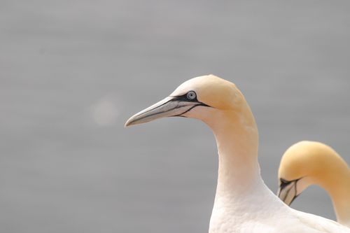 Free Detailed close-up of a Northern Gannet, showcasing its features against a blurred background. Stock Photo
