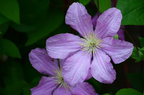 Free Vibrant pink clematis flowers in full bloom captured up-close with lush green background. Stock Photo